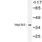 Hel-N1 (S27) pAb