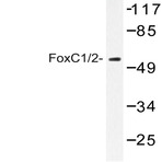 FoxC1/2 (K138) pAb