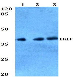 EKLF (W318) pAb