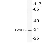 FoxE3 (R97) pAb