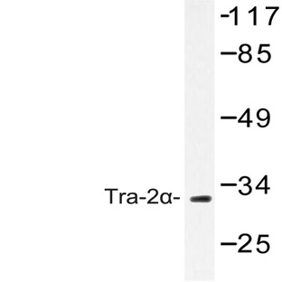 Tra-2(alpha) (G241) pAb