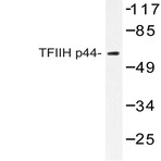 TFIIH p44 (T18) pAb