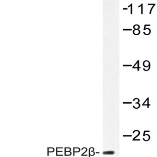 PEBP2(beta) (R33) pAb