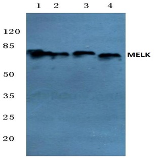 MELK (N449) pAb