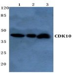 CDK10 (E63) pAb 