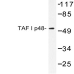 TAF I p48 (R318) pAb