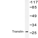 Translin (E121) pAb