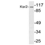 Ksr2 (I694) pAb