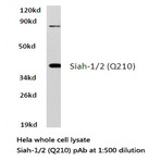 Siah-1/2 (Q210) pAb