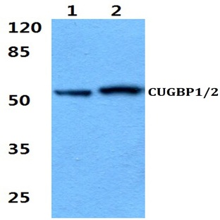 CUG-BP1/2 (K95) pAb