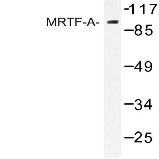 MRTF-A (H11) pAb