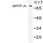 MRTF-A (H11) pAb