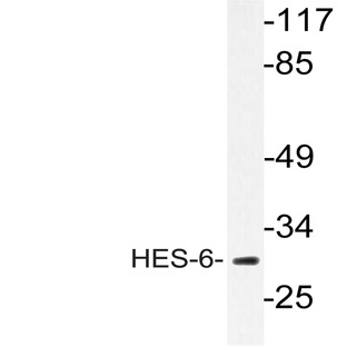 HES-6 (A6) pAb