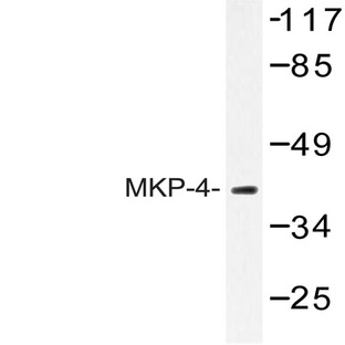 MKP-4 (A174) pAb