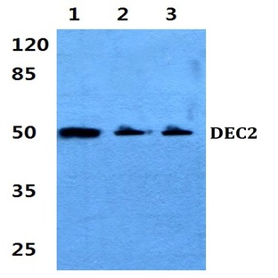 DEC2 (K31) pAb