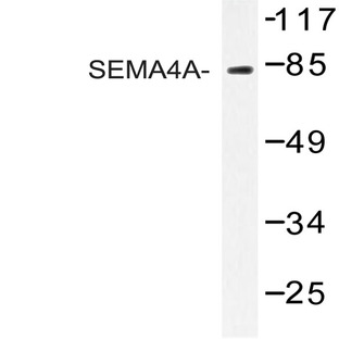 SEMA4A (N532) pAb