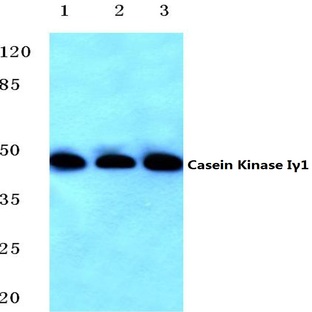 Casein Kinase I(gamma)1 (H3) pAb