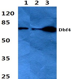 Dbf4 (I18) pAb