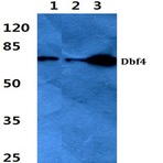 Dbf4 (I18) pAb