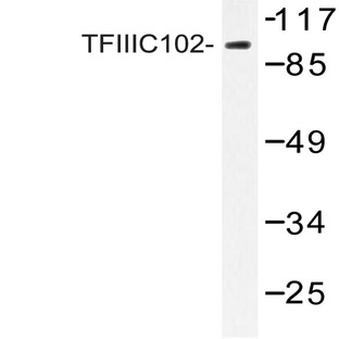 TFIIIC102 (E131) pAb