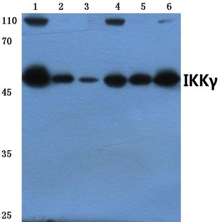 IKK(gamma) (A314) pAb