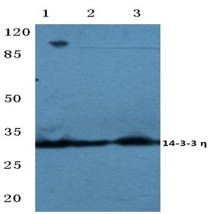 14-3-3 n (K81) pAb