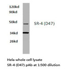SR-4 (D47) pAb