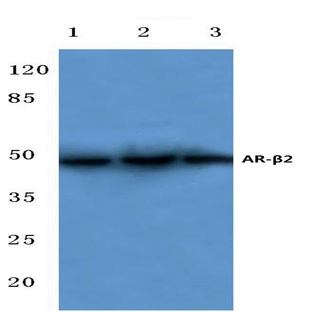 AR-(beta)2 (R228) pAb