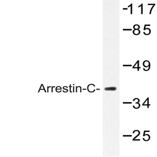 Arrestin-C (E374) pAb