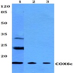 COX6c (R40) pAb