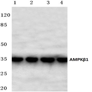 AMPK(beta)1 (H17) pAb