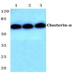 Clusterin-(alpha) (E436) pAb