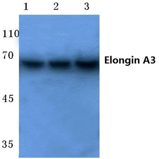 Elongin A3 (E403) pAb