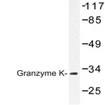 Granzyme K (H85) pAb