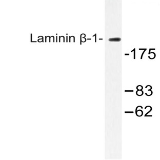 Laminin (beta)-1 (D1742) pAb