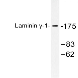 Laminin (gamma)-1 (E1472) pAb