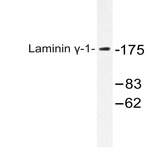 Laminin (gamma)-1 (E1472) pAb