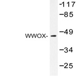 WWOX (A7) pAb