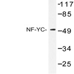 NF-YC (W85) pAb