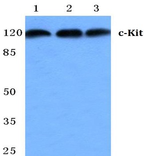 c-Kit (E930) pAb