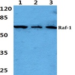 Raf-1 (Q335) pAb