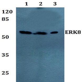 ERK8 (D171) pAb