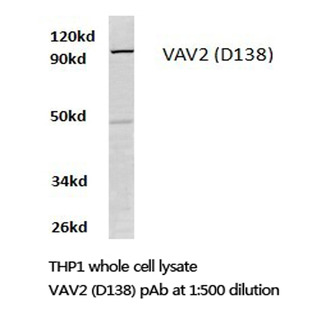 VAV2 (D138) pAb