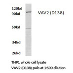 VAV2 (D138) pAb