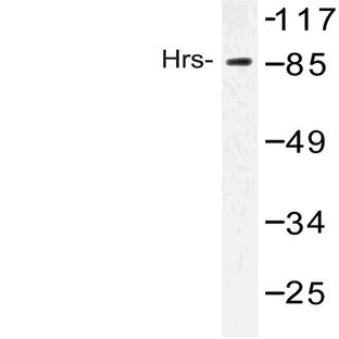 Hrs (R481) pAb