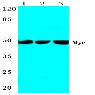 Myc (K422) pAb