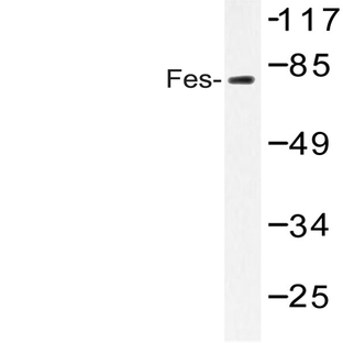 Fes (K161) pAb