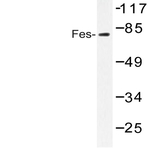 Fes (K161) pAb