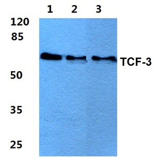 TCF-3 (N601) pAb