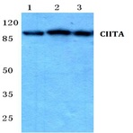 CIITA (T740) pAb